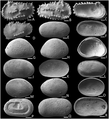 Fig. 10. Images of fossil Ostracoda. Ponticocythereis militaris: A, (NMV P344645) FALV in external view; B, (NMV P344646) FARV in external view; C, (NMV P344647) MALV in internal view; D, (NMV P344648) JLV in external view. Cytherella paranitida: E, (NMV P344649) MARV in external view; F, (NMV P344650) FALV in internal view. Foveoleberis minutissima: G, (NMV P344651) FALV in external view; H, (NMV P344652) FARV in external view; I, (NMV P344653) MARV in internal view. Cytherella lata: J, (NMV P344654) FALV in external view; K, (NMV P344655) MARV in external view; L, (NMV P344656) FARV in internal view. Cytherella sp.: M, (NMV P344657) FALV in external view; N, (NMV P344658) MARV in external view; O, (NMV P344659) FARV in internal view. Cytherelloidea auricula: P, (NMV P344660) ARV in external view. Cytherella parapunctata: Q, (NMV P344661) MALV in external view; R, (NMV P344662) FARV in internal view. Scale bars = 100 µm.