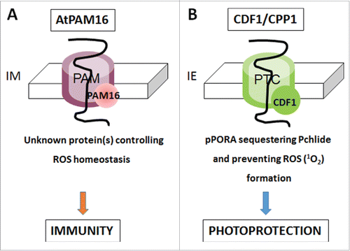 Figure 2. Model on the roles of cpDnaJL (CDF1) and mtDnaJ (PAM16) in chloroplasts (A) and mitochondria (B). A, mtDnaJ (PAM16) is supposed to regulate the translocation of hypothetical protein(s) with functions in ROS scavenging and/or signaling across the inner mitochondrial membrane (IM). As a consequence, ROS production would be kept low and plant immunity be inhibited. (B), cpDnaJL regulates the import of PORA through the Pchlide-dependent translocaon (PTC), spanning both the outer and inner plastid envelope (IE) membrane. Hereby, cpDnaJL's function is that of a holdase permitting the binding and sequestration of Pchlide in a protein-bound and thus non-hazardous form, conferring photoprotection onto etiolated seedlings during greening.