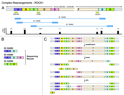 Figure 6. Complex rearrangements in EMILIN2-LPIN2-ROCK1 locus on chr18. (A) Cartoon showing the chr18: 2 900 000–19 500 000 locus divided into named segments from A–H. The track underneath shows the three genes of interest (EMILIN2, LPIN2, and ROCK1). The next tracks show the location of the footprint of HYDRA breakpoint IDs: 104992, 104993, and 104965. The next track shows the measured copy number across this whole region. (B) Cartoon showing the sequencing results obtained for the three HYDRA breakpoints (IDs: 104992, 104993, and 104965) in the terms of the same named segments as defined in (A). (C) Model depicting our hypothesis for the complex event that takes place on chr18 to create the deletion and the HYDRA breakpoints reported in (A).