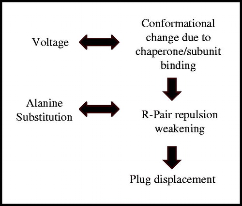 Figure 8. Summary of events leading to plug displacement. The in vivo sequence of events is depicted as a vertical workflow on the right hand side, while in vitro manipulations mimicking these steps are shown on the left hand side.