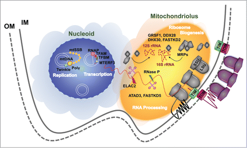 Figure 3. Compartmentalization of mitoribosome biogenesis. The processes of mtDNA replication and expression occur in submitochondrial matrix compartments. The mtDNA and proteins involved in mtDNA metabolism form a nucleoprotein complex called the mitochondrial nucleoid. Upon transcription, RNAs are sorted at the mitochondriolus (RNA granule), where ribosome assembly largely occurs.