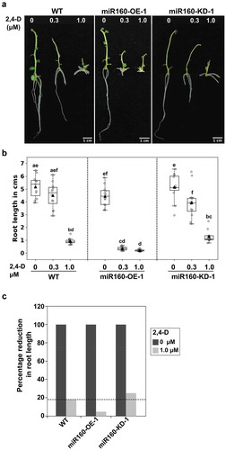 Figure 4. miR160-OE plants are auxin hypersensitive and miR160-KD plants are hyposensitive. (a) Roots of plants grown without or with (0.3 or 1.0 μM) auxin (2,4-D) for 12 days. (b) Quantification of root length after exogenous auxin treatment. Boxplots were prepared using data from 12 individual plants in each treatment. Grey-filled circles are data from individual plants and black-filled triangle is the mean of the data points. Drastic reduction in root length in miR160-OE-1 plants at 0.3 μM auxin treatment shows that miR160-OE plants are hypersensitive to auxin. Statistically significant differences were estimated using one-way ANOVA followed by a Tukey HSD test (p < .05). (c) Percentage reduction in root length in 1.0 μM treatment compared to untreated control shows that miR160-KD-1 plants are hyposensitive to auxin. This experiment was performed twice with similar results.