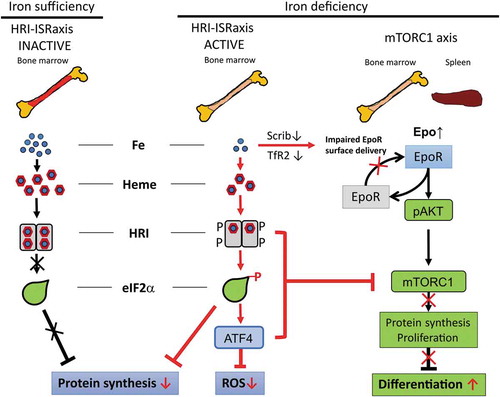 Figure 1. Molecular pathways of iron-restricted erythropoiesis through translational control at eIF2#x3B1;P, TfR2/Scrib and mTORC1 signaling. Reproduced from Zhang S, et al. Blood 2018;131(4):450–461 [39], with permission from the American Society of Hematology. #xA9; 2018 by the American Society of Hematology. Left: Steady-state erythropoiesis in the bone marrow under iron sufficiency. In iron and thus heme abundance, HRI homodimer is inactive because of full occupancies of heme onto the 4 HRI heme-binding domains and so is unable to phosphorylate eIF2#x3B1;, thus permitting global protein synthesis, mainly globin proteins in erythroid cells. Sufficient hemoglobin production maintains oxygen-delivering capacity in blood without hypoxia. Middle: Activation of HRI-ISR under iron deficiency mitigates ineffective erythropoiesis. Under iron/heme deficiency, HRI in bone marrow erythroid precursors is activated by the dissociation of heme. HRI then induces ISR, phosphorylating eIF2#x3B1;, which inhibits globin protein synthesis and results in a decrease of hemoglobin content and consequently induction of tissue hypoxia stress. In addition, eIF2#x3B1;P selectively enhances the translation of ATF4 mRNA to alleviate ROS levels. HRI-ISR also inhibits mTORC1 signaling to mitigate ineffective erythropoiesis in the spleen. Right: Elevated mTORC1 signaling and development of ineffective erythropoiesis in mutant mice defective in HRI-ISR signaling in iron deficiency. Hypoxia induced by iron deficiency stimulates Epo production in the kidney and increases Epo in blood circulation. In the spleen, binding of Epo to its receptors in erythroid precursors induces AKT/mTORC1 signaling, thus phosphorylating 4EBP1 and S6K/S6 to increase protein synthesis, promote proliferation, and inhibit erythroid differentiation, which are the characteristics of ineffective erythropoiesis. HRI-ISR serves as feedback to inhibit mTORC1 signaling activity, inhibiting the development of ineffective erythropoiesis in iron deficiency. 4EBP1, eukaryotic translation initiation factor 4E binding protein 1; AKT, protein kinase B; ATF4, activating transcription factor 4; eIF2#x3B1;, eukaryotic translation initiation factor 2 subunit 1; Epo(R), erythropoietin (receptor); Fe, iron; HRI-ISR, heme-regulated eIF2#x3B1; kinase-integrated stress response; mRNA, messenger ribonucleic acid; mTORC1, mammalian target of rapamycin complex 1; P, phosphorylated; ROS, reactive oxygen species; Scrib, scribble; S6(K), ribosomal protein S6 (kinase); TfR2, transferrin receptor 2.