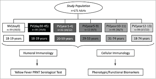 Figure 1. Flowchart illustrating the study population and experimental design. The study was based on two branches: The humoral (A) and cellular (B) immunology analysis. The eligible population comprises 171 adults. Blood collections (without anticoagulant for humoral analysis and in heparinized tubes for cellular immunology assessment) were performed prior vaccination (NVday0 (n=39) and at different timepoints after primary vaccination: PVday30-45 (n=39); PVyear1-4 (n=36); PVyear5-9 (n=12); PVyear10-11 (n=45) and PVyear12-13 (n=39).