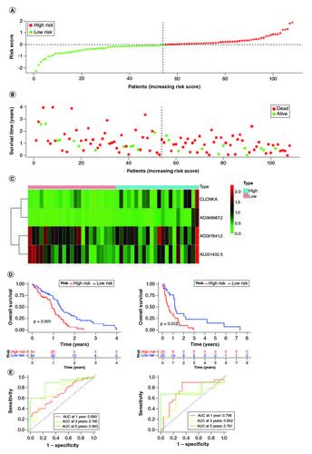 Figure 4. Evaluation of the prognosis prediction power of the four gene signature in the training group.(A) Distribution of risk score. (B) Survival status of GBM patients with high and low-risk scores. (C) The expression profiles of the four gene signatures. (D) Overall survival analysis of the high- and low-risk groups. (E) Time-dependent ROC curve of the signature.