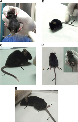 Figure S2 Determination of clinical score of EAE mice.Notes: Healthy =0 (A); tail paralysis =2 (B); tail paralysis and paralysis of one hind-limb (C); tail paralysis and total hind-limb paralysis (D); tail, hind-limb, and forelimb paralysis (E). Arrows show the disabled limbs.Abbreviation: EAE, experimental autoimmune encephalomyelitis.