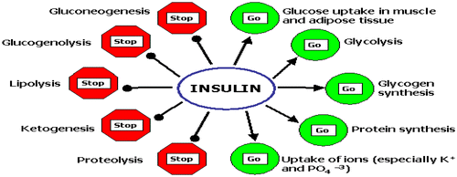 Figure 3. Actions of insulin (Martin, Citation1983).