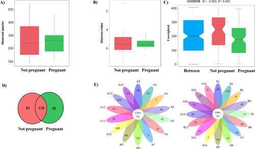 Figure 4. Differences in the defined taxa between endometrial samples from non-pregnant women and those who became pregnant after FET. (A) Box plots showing the observed number of species; (B) Box plots showing the Shannon indices (alpha diversity); (C) Box plots showing unweighted analyses of similarities (ANOSIM) (beta diversity) based on the distance matrix of UniFrac dissimilarity of the endometrial microbial communities in the pregnant and non-pregnant patients. Respective ANOSIM R values show the community variation between the groups and P values are indicated. The axes represent the two dimensions explaining the greatest proportion of variance in the communities; (D) Venn diagram – each circle represents one group – pregnant and non-pregnant women. Values in overlapping parts represent common species. The rest are species specific for each group. (E) Flower diagram based on operational taxonomic units (OTUs); notes: each petal in the flower diagram represents one sample, with different colours for different samples. The core number in the Centre is for the number of OTUs present in all samples, while the number in the petals is for the unique OTUs only showing in each sample. ‘A’ – samples from non-pregnant patients, ‘B’ – samples from patients who became pregnant after FET.