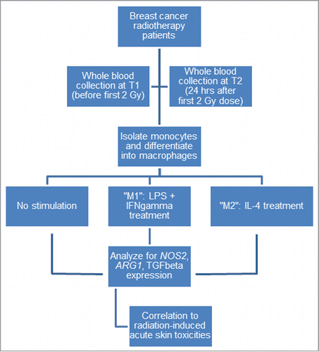 Figure 1. Study design. The flow diagram depicts study design, timeline of patient radiotherapy treatments and some experimental details for patient sample collection, processing and analysis.