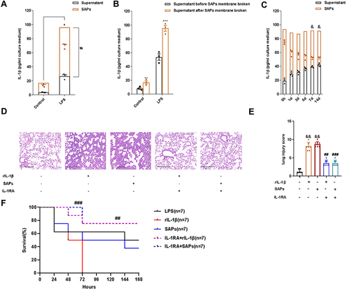 Figure 4 IL-1β from SAPs secreted by LPS-stimulated macrophages caused lung injury in mice. (A) The levels of IL-1β in SAPs and cell-culture supernatant were assessed via ELISA after the SAPs were lysed using Triton X-100 (n = 3 per group); (B) The level of IL-1β in the culture supernatant of RAW264.7 cells was assessed via ELISA before and after the SAPs were lysed using Triton X-100 (n = 3 per group); (C) SAPs were isolated from the cell-culture supernatant 1, 2, 3, 5, 7, or 14 d after collecting the supernatant. The levels of IL-1β in SAPs and supernatant were assessed via ELISA after the SAPs were lysed using Triton X-100 (n = 3 per group); (D) Histopathological images of the lungs from mice administered with SAPs or rIL-1β with or without pre-treatment with IL-1RA (haematoxylin-and-eosin staining, Scale bar = 200 µm); (E) The injury scores of the lung samples (n = 7 per group); (F) The effects of IL-1RA and SAPs from RAW264.7 cells on the survival rate of mice (n = 7 per group). The experiments were repeated at least three times. Each value represents the mean±SD of three independent experiments. *p < 0.05 vs the SAPs + supernant in the control group; #p < 0.05 vs the supernatant in the LPS group; ***p < 0.05 vs the supernatant in the LPS group before SAPs membrane broken; &p < 0.05 vs the SAPs at day 0; ##p < 0.05 vs the rIL-1β group; ###p < 0.05 vs the SAPs group; &&p < 0.05 vs the control group, analyzed via the t-test.