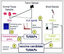 Figure 2. Selection, Identification and Validation of TUMAPs.