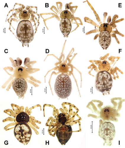 Figure 1. Habitus of Oecobius dariusi sp. n. (A), O. naxuanus sp. n. (B), O. pasargadae sp. n. (C, D), O. navus (E, F), O. melanocephalus sp. n. (G, H) and O. zagros sp. n. (I), in dorsal (A–G, I) and ventral (H) views. A, D, F, G, H, females; B, C, E, I, males. G, H reproduced from Zamani et al. (Citation2017). Scale bars = 0.5 mm.