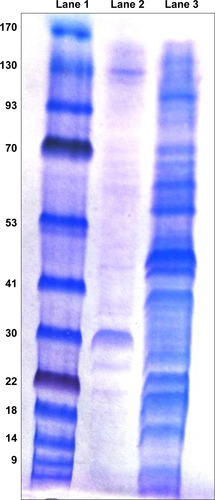 Figure S1 SDS-PAGE analyses of isolated Salmonella protein extracts.Notes: Lane 1: standard protein marker (kDa); Lane 2: F-protein; and Lane 3: OMPs.Abbreviations: F, flagellar; OMPs, outer membrane proteins.
