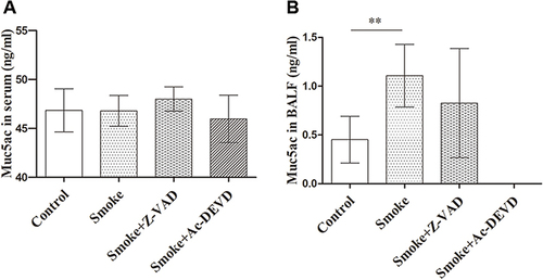 Figure 6 Mucin 5ac measurements in serum and bronchoalveolar lavage fluid. Mucin 5ac were detected using an enzyme-linked immunosorbent assay. (A) Muc5ac in serum. There were no significant differences in serum Muc5ac expression between the groups. (B) Muc5ac in BALF. Muc5ac in Smoke group was higher than other groups. The data are expressed as mean ± SD, n = 5, 6, 5, and 7 for serum and n = 6, 5, 5, and 8 for bronchoalveolar lavage fluid. **P < 0.01.