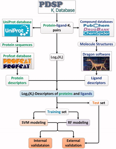 Figure 1. The flowchart of the proposed method for predicting binding affinity.