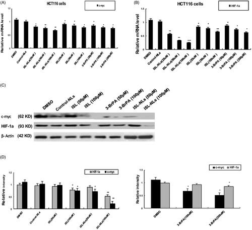 Figure 8. The effect of ISL-NLs on c-myc and HIF-1a in glucose metabolism in HCT116 cells. (A, B) The mRNA levels of c-myc and HIF-1α were investigated by qPCR analysis after treatment of HCT116 cells with ISL-NLs or ISL for 48 h. (C, D) The protein levels of c-myc and HIF-1a were determined by Western blotting after treatment of HCT116 cells with ISL-NLs or ISL for 48 h. The data are presented as the means ± SEM from at least three independent experiments performed in triplicate. *p < .05, **p < .01 and ***p < .001 contrasted with the DMSO or control nanoliposome (control-NLs).