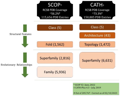 Figure 1. Schematic comparison between SCOP and CATH.