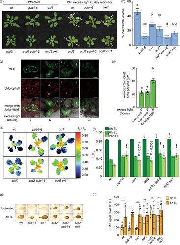 Figure 2. Assessing the tolerance of acd2 mutants to excess light stress. Plants were grown for 21 days in cycling light (16 h light/8 h dark) conditions at 21°C and then exposed to excess light (EL) at an intensity of 1450–1550 µmol photons m−2 sec−1 white light at 10°C. (a) Representative images of plants, either unexposed (left) or exposed to EL stress for 24 hours and allowed to recover for three days (right). White arrows indicate lesions. (b) mean % of leaves with lesions (ratio of leaves with observable cell death/healthy leaves) immediately after 24 h EL exposure (n ≥ 5 plants). (c) shown are representative laser scanning confocal microscopy images of wt plants expressing plastid localized YFP after 0, 6, or 24 h of EL. Cells with intact (i) and degrading (d) chloroplasts are indicated. Scale bars = 30 μm. (d) mean chloroplast areas from cells with intact or degrading chloroplasts. Areas were estimated based on chlorophyll autofluorescence. Only cells expressing YFP were considered (n ≥ 6 cells from 3 plants). (e) Representative images of stressed plants (immediately after 24 h of EL) showing maximum photosynthetic efficiency (Fv/Fm) values. (f) mean Fv/Fm values calculated from whole plant rosettes after 0 h, 6 h, or 24 h EL exposure (n ≥ 5 plants). (g) shown are representative leaves (#5–6) from plants before and after 6 h EL stress stained with 3,3′-diaminobenzidine tetrahydrochloride (DAB). (h) shown are the mean values of DAB intensity of the leaves in panel G (n = 6 leaves from individual plants). Statistical analyses in panels B, D, F, and H were performed with one-way ANOVAs. In panels B, D, and H, Tukey’s multiple comparisons posttest was used to compare variation between genotypes. Different letters above bars indicate significant differences between genotypes (P ≤ .05). In panel H, separate analyses were performed for each time point and the significance for 6 h is indicated by prime (ʹ) symbols. Difference between time points for a genotype were performed by student’s t-tests. In panel F, a Dunnett’s multiple comparisons posttest was used to test variation between genotypes within a treatment relative to wt. * = P ≤ .05, ** = P ≤ .01, *** = P ≤ .001, **** = P ≤ .0001, ns = P ≥ .05. Error bars = ± SEM. Closed circles indicate individual data points.