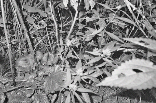 FIGURE 1 Photograph taken by Faith and Julie reflecting nature-oriented detail (mushrooms) that was liked.