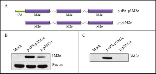Figure 1. Construction and characterization of the M2e DNA constructs. (A) Schematic diagram of different forms of M2e in the pVAX1 vector. Three tandem copies of M2e were conjugated with linkers (p3M2e), and tPA was fused to the N-terminus (tPA-p3M2e). (B) Expression of different forms of M2e in 293T-cell lysates. (C) Expression of different forms of M2e in 293T-cell supernatants.