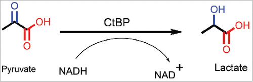 Figure 4. CtBP reduces pyruvate in the presence of NADH to form lactate and NAD+.