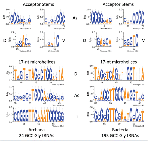 Figure 4. Logo comparisons of archaeal and bacterial tRNAGLY with GCC anticodons.