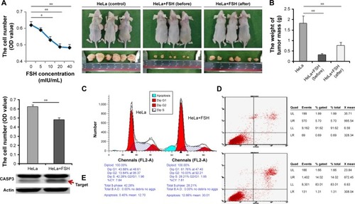 Figure 1 Positive effect of FSH on subcutaneous tumors in vivo and in vitro.