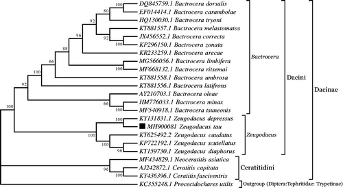 Figure 1. Molecular phylogeny for Zeugodacus tau and the related species in subfamily Dacinae based on complete mitogenome. Tree was constructed by maximum likelihood method with 500 bootstrap replicates. Genbank accession numbers lie before the scientific name of species. The position of Z tau is marked with solid square shape.