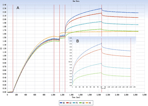 Figure 2. (A) The association and dissociation processes of rabbit IgG with human FcRn (the yellow curve represents the control and the other colours represent different concentration of IgG). (B) The binding curve of rabbit IgG and FcRn (the control curve has been removed for lucid).