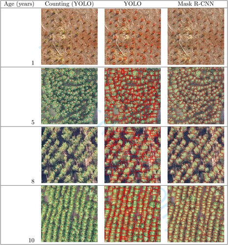 Figure 10. Predictions of the counting (YOLO), detection, and segmentation (Mask R-CNN) tasks for each of the forest stands.