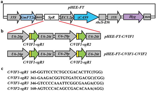 Figure 2. Generation of pHEE-FT CRISPR/Cas9 constructs for C/VIF1 gene editing. (a) Diagram of the pHEE-FT vector with a GmFT2a expression cassette. (b) The sgRNA expression cassettes in the pHEE-FT-C/VIF1 and pHEE-FT-C/VIF1-C/VIF2 constructs. The target sequences of C/VIF1 and C/VIF2 were introduced into the sgRNA expression cassettes by PCR amplification, and the sgRNA expression cassettes were cloned into the pHEE-FT vector by using Golden gate cloning. (c) Target sequences in C/VIF1 and C/VIF2. Numbers indicate the positions of the nucleotides in the coding sequences of C/VIF1 or C/VIF2. PAM sites were indicated in the brackets.