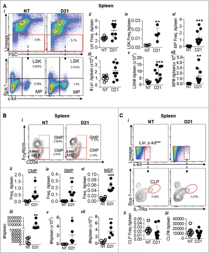 Figure 4. Extramedullary hematopoiesis in spleen results in increased stem and progenitor cells: (A) spleens of NT and melanoma mice 21 days post tumor implantation (D21) were analyzed by flow cytometry. (i) Dot plots show gating strategy. (ii-iii) Lin- cells were identified using the lineage antibody cocktail. (iv-v) Within the Lin- cells, the LSK and progenitor cell population was gated as c-kit+, sca-1+ cells. (vi-vii) Myeloid progenitors (MPs) were gated as c-kit+, sca-1− cells. (Bi) Dot plot showing gating of oligopotent myeloid progenitors. (ii-iii) Common myeloid progenitors (CMPs), iv-v) granulocyte-monocyte precursors (GMPs) and (vi-vii) megakaryocyte-erythroid progenitors (MEPs) were gated as CD34+, FcgRII/IIIlow cells, CD34+, FcgRII/IIIhigh and CD34−, FcgRII/IIIlow cells respectively within the MPs. (Ci-iii) Common lymphoid progenitors (CLPs) were identified as IL-7Rα+ Sca-1+ cells within the Lin−, c-kitlow population. Absolute cell numbers in all panels were obtained by multiplying the frequency of each population by the number of live cells in the spleen. Data was analyzed by Student's t-test. Mean ± SD are shown. *p < 0.05, **p < 0.01, ***p < 0.005, ns is not significant.