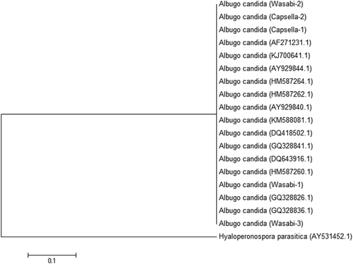 Fig. 9 A phylogenetic tree constructed with ITS1-5.8S-ITS2 5 rDNA sequence of the five Albugo isolates (‘Wasabi-1’, ‘Wasabi-2’, ‘Wasabi-3’, ‘Capsella-1’ and ‘Capsella-2’) from this study, and other isolates of Albugo retrieved from GenBank. Hyaloperonospora parasitica was used as the out-group taxon. Number of bootstrap support values ≥50% based on 1000 replicates.