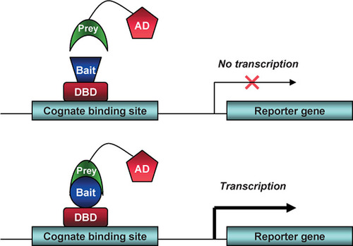 Figure 1. Detecting protein-protein interactions with the yeast two-hybrid system.Protein-protein interactions are detected by the mating of two haploid complementary yeast strains, each expressing a distinct expression plasmid. The first strain expresses a protein prey fused to a transcription activation domain (AD). The second strain expresses a protein bait fused to a DNA-binding domain (DBD) that binds to its cognate binding site, usually upstream of a reporter gene. If there is interaction between bait and prey, the AD is brought into proximity of the DBD to cause transcriptional activation of the reporter gene and lead to selection.