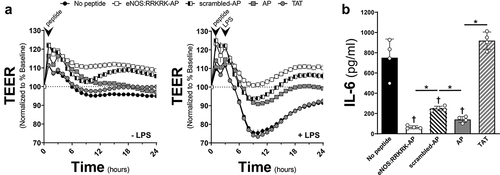 Figure 3. AP protects against endothelial permeability and IL-6 production compared to TAT. a) TEER of HMVECs treated with 25 μM of eNOS:RRKRK-AP, scrambled-AP, or AP compared to 25 μM TAT (or no peptide) 30 minutes prior to the addition of LPS (100 ng/ml, right) or vehicle control (left). All data is normalized to baseline resistance per condition prior to the addition of peptide treatments and recorded every hour. Arrows indicate time of peptide and LPS (or control) given. b) Supernatant levels of IL-6 from peptide groups in A after 6 hours of LPS exposure (100 ng/ml). * = p < .05 between designated groups. † = p< .05 between indicated group and no peptide.