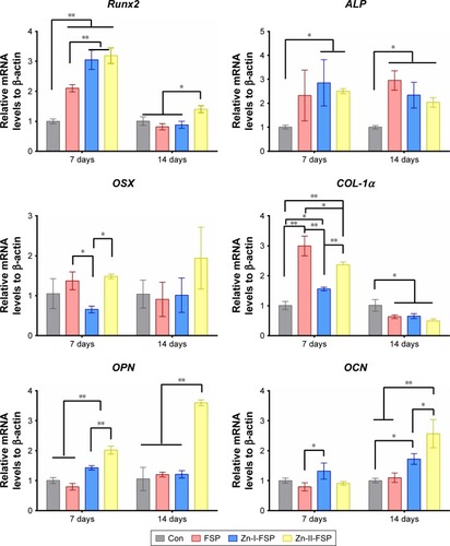 Figure 8 Expression levels of osteogenic differentiation marker genes.Notes: Gene expression of Runx2, ALP, OSX, COL-1α, OPN, and OCN genes on days 7 and 14 assayed by real-time PCR; *P<0.05, **P<0.01.Abbreviations: ALP, alkaline phosphatase; Con, control group; FSP, friction stir processing; Zn, zinc.