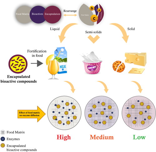 Figure 2. Effect of different types of food matrix on the penetration of digestive enzymes.