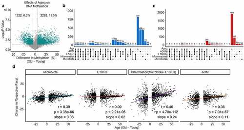 Figure 4. Microbiota and inflammation modify the same CpG sites subject to age-related methylation drift. (a) Volcano plot analysis showing methylation differences between young and old mice. See Figure 1a for graph details. (b) UpSet plots of shared/unique hypomethylation events between sites that decrease at least 5% during ageing and in the different exposures analysed in Figures 1–3. ‘Inflammation’ refers to Il10−/−/SPF mice. (c) Same analysis as in B for sites that increase methylation at least 5%. (d) Scatter plot of average methylation change with age (x-axis) to average change by exposures (y-axis) for all sites that change at least 5% with age. Pearson r, p-value, and slope are indicated in each plot.