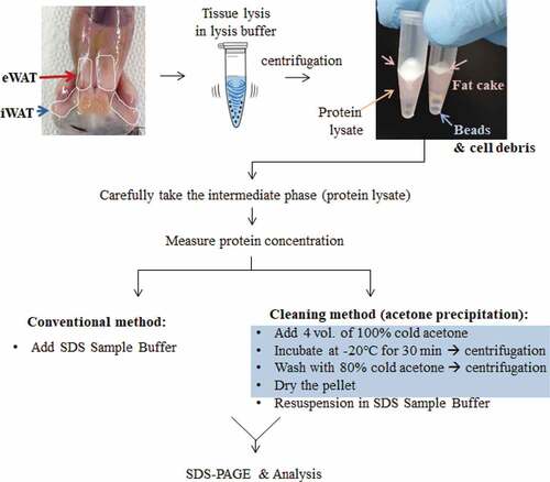 Figure 1. Schematic diagram of protein sample preparation from fat tissues for Western blotting. Crude proteins from lipid-rich tissues, such as epididymal or inguinal white adipose tissues (eWAT or iWAT, respectively), were prepared by chemical (lysis buffer) and physical (homogenization by shaking beads) lysis followed by centrifugation. After centrifugation, the lipids (fat cake) are overlaid on top of the protein-containing supernatant. To eliminate lipids from the protein fraction, an acetone precipitation method was adopted, as indicated in the blue box (see the details in the methods section).