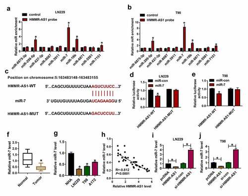 Figure 3. The target association of HMMR-AS1 and miR-7 in glioma cells. (a and b) The enrichment levels of top 10 miRNAs were measured in LN229 and T98 cells after RNA pull-down using HMMR-AS1 probe. (c) The binding sequence of HMMR-AS1 and miR-7 was predicted via LncBase V.2. (d and e) Luciferase activity was examined in LN229 and T98 cells transfected with HMMR-AS1-WT or HMMR-AS1-MUT and miR-7 mimic or miR-con. (f and g) miR-7 level was examined in glioma tissues and cells. (h) The linear correlation of HMMR-AS1 and miR-7 in glioma tissues. (i and j) miR-7 expression was examined in LN229 and T98 cells with transfection of pcDNA, HMMR-AS1 overexpression vector, si-con or si-HMMR-AS1. *P < 0.05