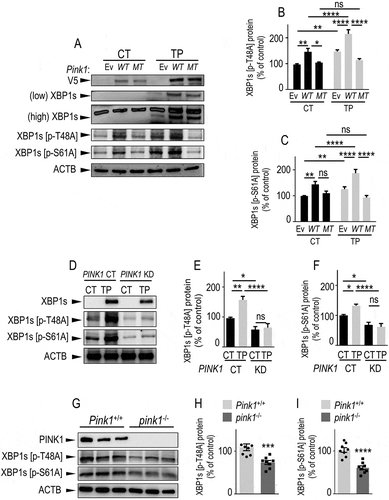 Figure 6. PINK1 phosphorylates XBP1s on threonine 48 and serine 61 residues in cells and in mice brain. (A-C) SH-SY5Y cells were transiently transfected with an empty vector (Ev), V5-tagged WT Pink1 (WT) or kinase-dead Pink1 mutant (Pink1K219M, MT) cDNAs. Twenty-four hours after transfection, cells were treated for 8 h with either vehicle (CT, black bars) or thapsigargin (TP, 1 µM, gray bars). (D-F) PINK1 CT and PINK1 KD cells were treated as in A-C with either vehicle (CT, black bars) or thapsigargin (TP, 1 µM, gray bars). V5-tagged PINK1 (A), total XBP1s (A and D) and phosphorylated XBP1s (A and D, pXBP1s [p-S61A], pXBP1s [p-T48A]) expressions were measured by western blot as described in Methods. (B,C,E,F) Data corresponding to indicated XBP1s phosphorylated species are expressed as percent of untreated Ev (B and C, N = 15) or PINK1 CT cells (E and F, N = 12 and 6 respectively) (taken as 100%) and are the means ± SEM of 2–5 independent experiments performed in triplicate. Statistical significances were performed by two-way ANOVA, Tukey’s multiple comparisons test, ns, non-significant, * P < 0.05, ** P < 0.01, **** P < 0.0001. (G-I) western blot analysis of pXBP1s [p-S61A] and pXBP1s [p-T48A] in Pink1+/+ and pink1−/- mice brain. Bars are the means ± SEM of 8 mice per group. Statistical significances were analyzed by Mann-Whitney’s test (H) and Student’s t test (I), ***, p < 0.001; ****, p < 0.0001