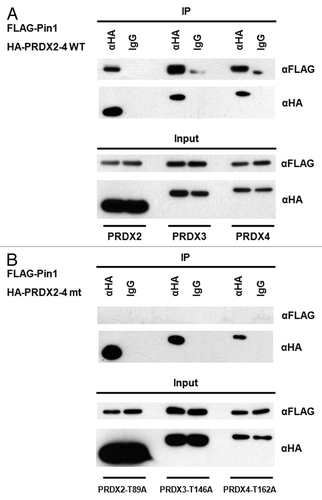 Figure 4. Pin1 interacts with PRDX2–4. (A) Lysates of the 293T cells co-transfected with FLAG-Pin1 and an indicated wild-type PRDX expression plasmids (i.e., HA-PRDX2, HA-PRDX3and HA-PRDX4) were used for IP analysis. IP with an anti-HA antibody was performed followed by western blotting using an anti-FLAG antibody. IP with a normal IgG was used as a negative control. (B) 293T cells were co-transfected with FLAG-Pin1 and an indicated mutant PRDX expression plasmid (i.e., HA-PRDX2-T89A, HA-PRDX3-T146A and HA-PRDX4-T162A). Lysates prepared from the transfected cells were analyzed by IP, followed by western blotting.