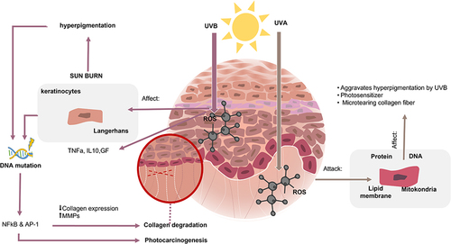 Figure 2 Photoaging of the skin is mainly caused by UV radiation. UVB rays are restricted to the skin’s superficial epidermal layer and cause direct damage. UVA rays penetrate deeper into the dermis.Citation7,Citation10,Citation42,Citation43