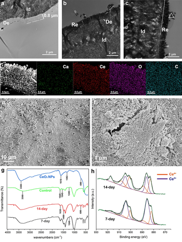 Figure 3 TEM, STEM, mapping, SEM, FTIR, and XPS images of dentin treated with BMS. “Re” marked in the panels represents the remineralized dentin, “De” represents demineralized dentin, and “Id” represents intact dentin. ∆ represents the crystals deposited in dentinal tubules and dentin surfaces. (a) The TEM image shows demineralized dentin resulting from treatment with 17% EDTA. (b and c) The TEM image shows dentin treated with BMS for 7 d (b) and 14 d (c). (d) The STEM image and elemental mapping revealed the even distribution of the elements after the demineralized dentin was treated with 17% EDTA and subsequently incubated after 14 days. (e and f) The SEM images of the surface of remineralized dentin. (g) The ATR-FTIR image demonstrates that the mineralized crystals are identical to cerium oxide. (h) The XPS images of 7- and 14-day remineralized dentin. The scale bars are marked in the corner of the panels.