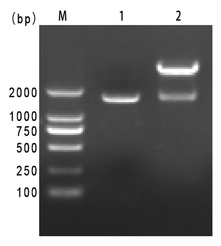 Figure 1. Identification of cloning and recombinant expression plasmids. Lane M, DL2000 DNA marker. Lane 1, PCR amplification products of pQE80L-RTB/ATB. Lane 2, pQE80L-RTB/ATB digested by BamH І/Hind Ш.