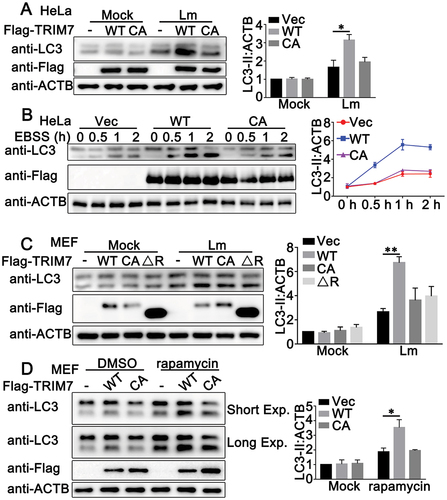 Figure 8. Ubiquitination is critical to the effect of TRIM7 on autophagy. (A) HeLa cells, were transfected with Vector (-), wild-type TRIM7 (WT) or C29, 32A mutant (CA), and then infected with Lm (MOI = 10) for 2 h. Afterward, the cells were lysed for immunoblot assays. LC3-II density was shown in the right panel. (B) HeLa cells were transfected with Vector (Vec), wild-type TRIM7 (WT) or C29, 32A mutant (CA), and then treated with EBSS for indicated time periods. Afterward, the cells were lysed for immunoblot assays. LC3-II density was shown in the right panel. (C) trim7-deficient (KO) MEFs, were transfected with Vector (-), wild-type TRIM7 (WT), C29, 32A mutant (CA) or 85–511aa of TRIM7 (ΔR), and then infected with Lm or left uninfected for 2 h. Afterward, the cells were lysed for immunoblot assays. LC3-II density was shown in the right panel. (d) trim7-deficient (KO) MEFs, were transfected with Vector (-), wild-type TRIM7 (WT) or C29, 32A mutant (CA), and then treated with DMSO or rapamycin (200 nM) for 12 h. LC3-II density was shown in the right panel. The data are representative of three independent experiments and are presented as mean ± SD. *, p < 0.05, **, p < 0.01.