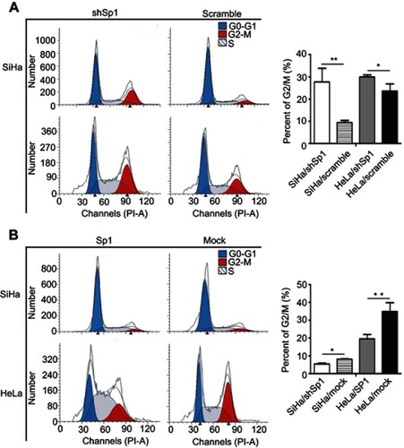 Figure 4 Sp1 modulates G2/M cell-cycle arrest in cervical cancer cells. (A) The G2/M phase arrest was more obviously in the Sp1-silenced SiHa and HeLa cells than control silenced cervical cancer cells. (B) The G2/M phase arrest was ameliorated more in Sp1-overexpressed SiHa and HeLa cells compared to the control cells. Representative statistic data are shown at the right panel. Results shown are mean (±SD) values from three independent experiments. *P<0.05; **P<0.01.