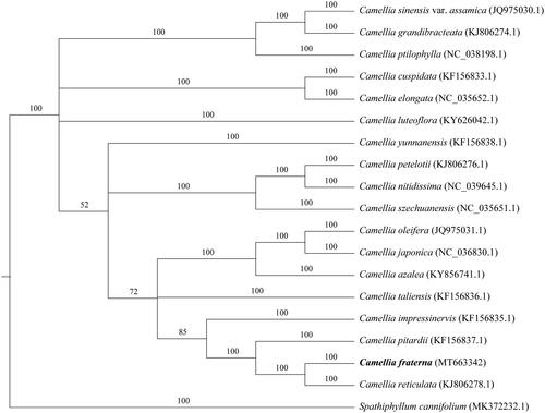 Figure 1. Phylogenetic tree reconstruction of 19 species based on sequences from whole chloroplast genomes. All the sequences were downloaded from NCBI GenBank.
