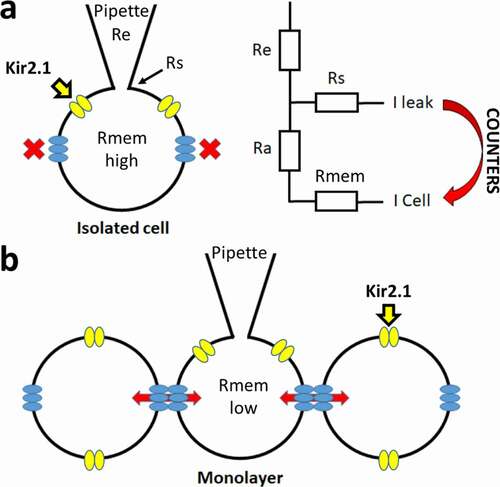 Figure 1. Schematic representation of the patch clamp technique and corresponding resistances. (a) Simplified overview of the patch clamp pipette attachment to the isolated cell (ruptured whole-cell configuration) is shown. Kir2.1 channels are represented in yellow and in blue the hemi-channels with no connection to other cells, leading to a high Rmem. A circuit diagram of the different resistances is shown on the right with Re, Rs, Ra and Rmem representing the electrode (pipette), seal, access and cell (or membrane) resistances, respectively. The leak current (I-leak), originating from the Rs, can counter the currents of the cell (I-cell). (b) Overview of patching a cell in a monolayer whereby cells are connected by gap junction channels (composed of two hemichannels from neighboring cells). The electrical and chemical connectivity between cells is indicated by the red arrows, which leads to a lower Rmem compared to isolated cells (panel a)