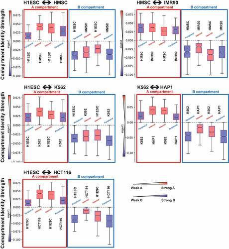 Figure 4. Compartment identity strength shifts with changes in LAD status between cell types for genomic regions having unchanged compartment identity. The state of each set of regions is indicated by box plot border color (compartment identity: A = red, B = blue) and shading (LAD = blue, non-LAD = red) as well as by labels – all a compartment regions are shown on the left, with LAD status and cell type indicated next to each boxplot. The y-axis represents the compartment eigenvector, where higher positive values are stronger a compartments and more negative values are stronger B compartments, as indicated by the color scale on the left of the axis.